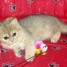 british-et-scottish-magnifiques-chatons-a-reserver