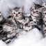 merveilleux-chatons-british-longhair-creme-et-roux
