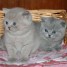 chatons-british-longhair-a-vendre