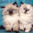 adorable-chaton-tres-mignion