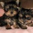 adorable-chiot-yorkshire-terrier