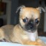magnifique-chiot-type-femelle-chihuahuaand-8207-and-8207-a-donner
