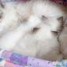 sacre-de-birmanie-magnifiques-chatons-a-reserver