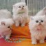 magnifiques-chatons-demi-persans