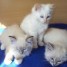 magnifiques-chatons-sacre-de-birmanie-pure-race-loof