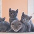 chatons-type-bleu-russe-non-loof