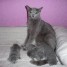 4-adorables-chatons-bleu-russe