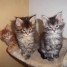 chatons-maine-coon-loof-2-mois-et-demi