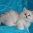 chaton-persan-blanc-aux-yeux-bleus-loof