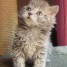 3-chatons-selkirk-rex-a-vendre
