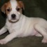 tres-beaux-chiots-jack-russell