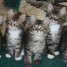 6-chatons-maine-coon
