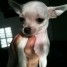 donne-chiot-type-chihuahua-5-mois-lof