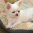 adorable-chiots-chihuahua-femelle-lof-a-donne