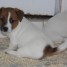 chiots-type-jack-russell-non-lof-rssell