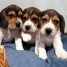 chiots-type-beagle-de-petite-taille