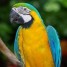perroquets-ara-ararauna-jaune-et-bleu