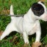 chiots-type-jack-russel