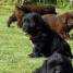 dispinible-chiots-type-terre-neuve