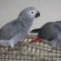 couple-de-perroquets-gris-du-gabon