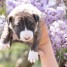 chiots-bull-terrier-non-lof-extra-petite-taille
