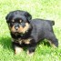 chiots-de-type-rottweiller-disponibles-f-m