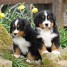 adorables-chiots-type-bouvier-bernois-non-loof