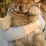 chiots-type-chow-chow