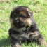 chiots-types-berger-allemand-non-lof