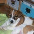 magnifiques-chiots-type-jack-russell