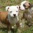 chiots-de-type-staffordshire-bull-terrier