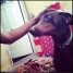 recherche-doberman-femelle-pour-s-accoupler-avec-mon-mal-de-2-ans