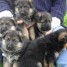 chiots-berger-allemand-lof