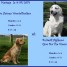 chiots-lof-golden-retriever-a-reserver