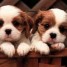 chiots-type-cavalier-king-charles