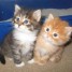 magnifiques-chatons-maine-coon-disponible