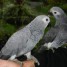 don-perroquets-gris-du-gabon