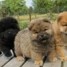 superbes-chiots-type-chow-chow-lof-poil-long