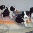 chiots-type-border-collie