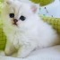 a-donner-adorable-chaton-persan-chinchilla