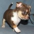 tres-petits-chiots-type-chihuahua-pie-choco-et-tan