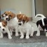 tres-beaux-chiots-jack-russell