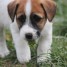 chiots-type-jack-russell