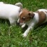 chiots-type-jack-russel