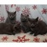 magnifiques-chatons-type-chartreux