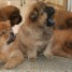 superbes-chiots-chow-chow-lof