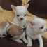 chihuahua-3-males-0-femelle-lof-a-donner