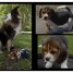 chiots-type-beagle-tricolores-de-petite-taille
