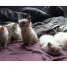 chatons-types-ragdoll-issus-parents-loof
