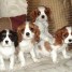 chiots-race-cavalier-king-charles